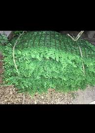 img3