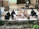 Vendo hermosos cachorros de Pitbull 