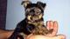 Hermosos cachorro de Yorkshire Terrier, desparasitados y con