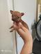 Chihuahuas minis hembra y macho