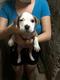 Se venden hermosos cachorros legítimos de Pitbull 